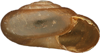 Zonitoides nitidusKÄRRGLANSSNÄCKA3,1 × 5,7 mm